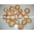 Fresh Vegetable Yellow Onion